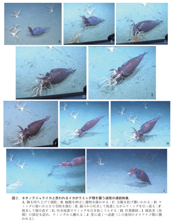 attack by a cranchiid squid on a deep-sea feather-star