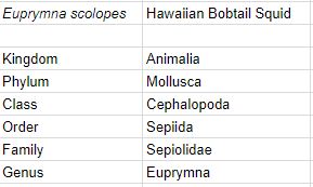 hawaiian bobtail.JPG